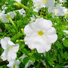 petunia seeds 1kg/bags