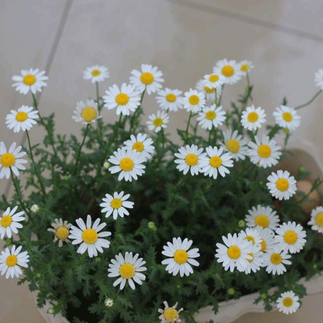 Chrysanthemum seeds 1kg