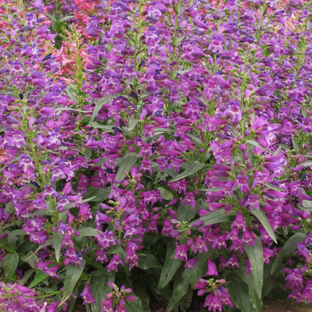 Penstemon seeds 1kg