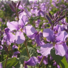 Orychophragmus violaceus seeds
