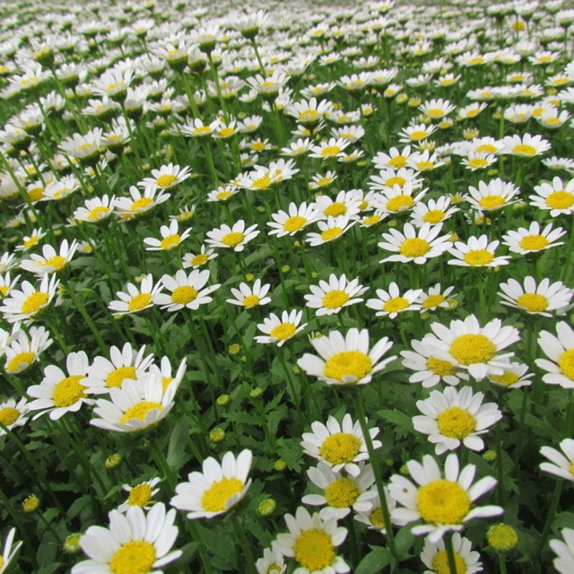 Chrysanthemum seeds 1kg