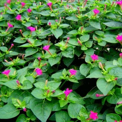 Mirabilis jalapa seeds 1kg