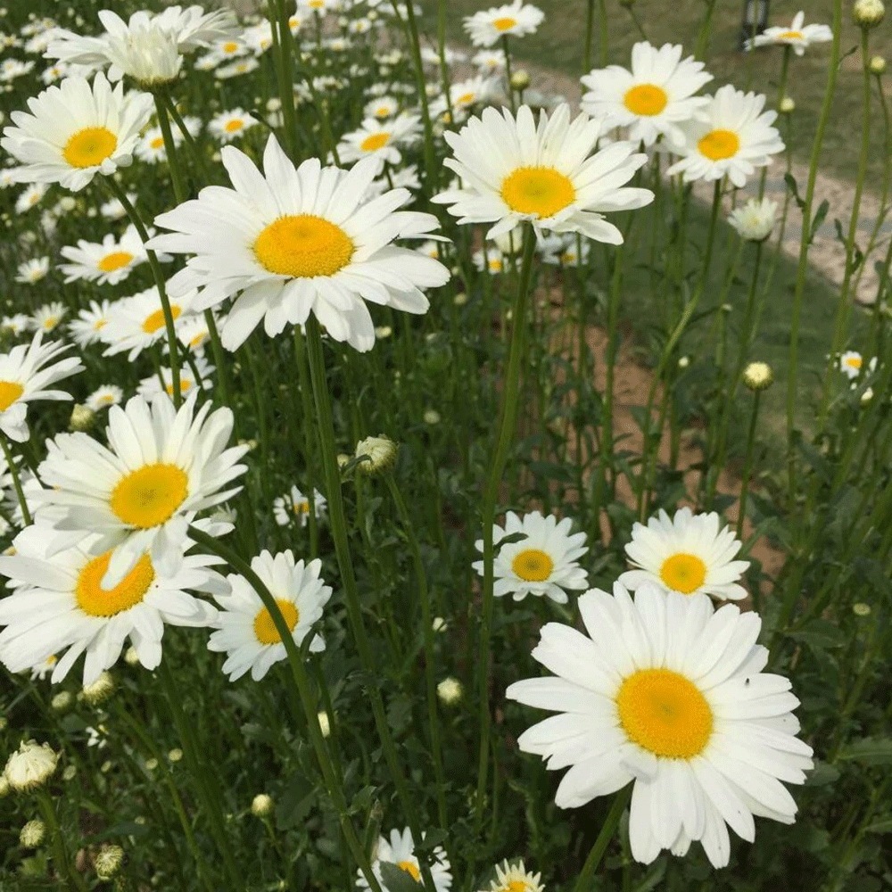 Chrysanthemum seeds 1kg