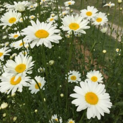 Chrysanthemum seeds 1kg