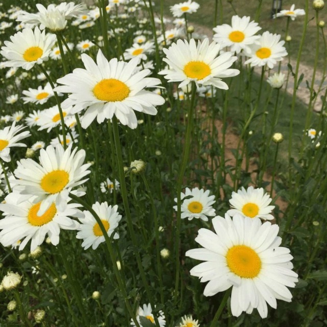 Chrysanthemum seeds 1kg