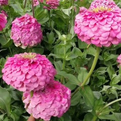 Zinnia seeds 1kg