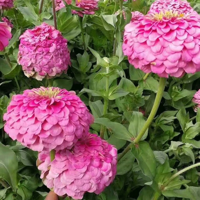 Zinnia seeds 1kg