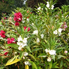 impatiens balsamina seeds 1KG