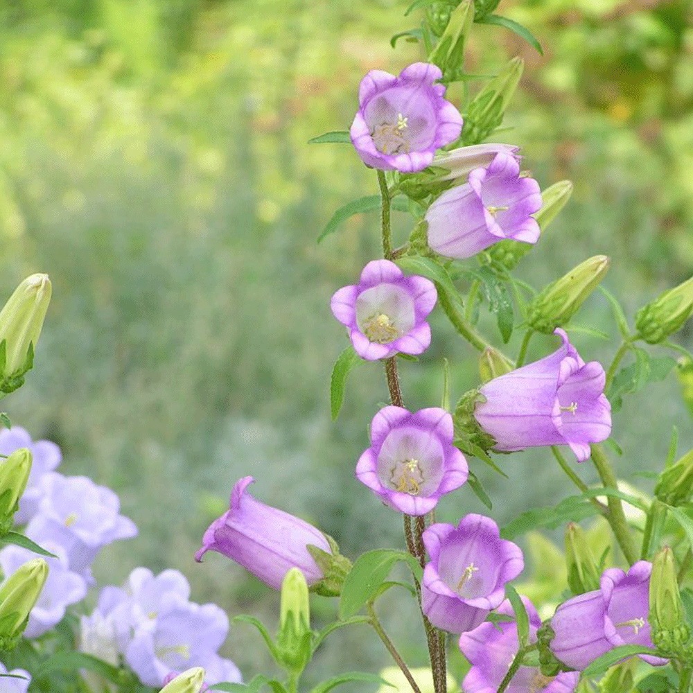 Delphinium ajacis seeds