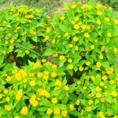 Melampodium divaricatum seeds 1kg