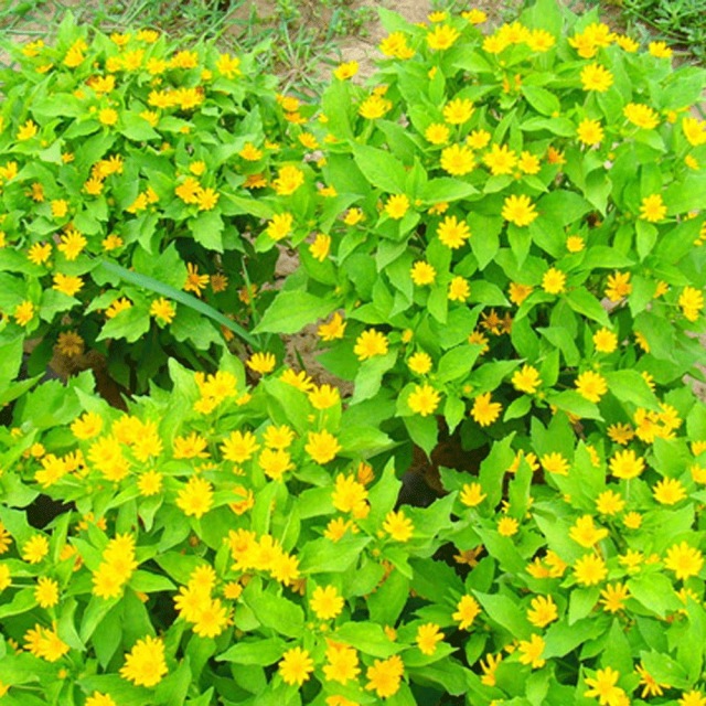 Melampodium divaricatum seeds 1kg