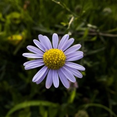 Aster tataricus seeds 1KG