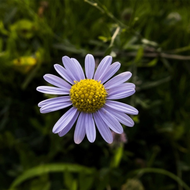 Aster tataricus seeds 1KG