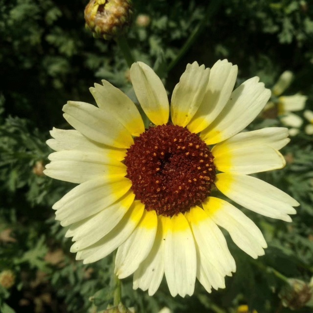 Chrysanthemum carinatum seeds 1kg