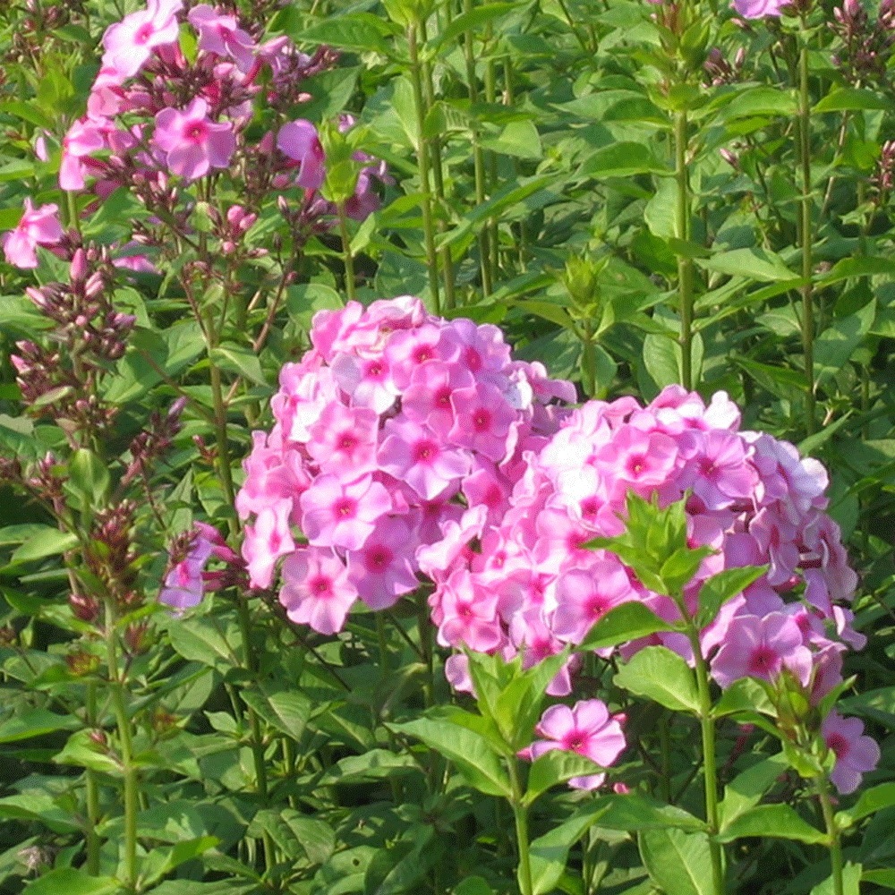 Annual phlox seeds 1kg