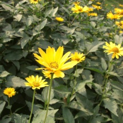Heliopsis helianthoides seeds 1kg