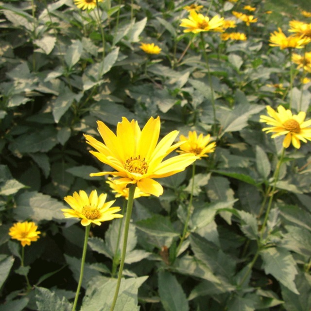 Heliopsis helianthoides seeds 1kg