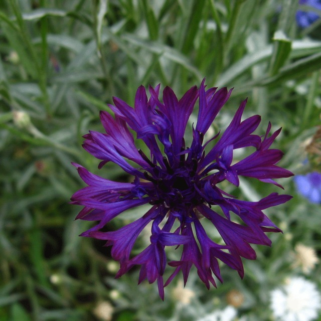 cornflower seeds 1kg