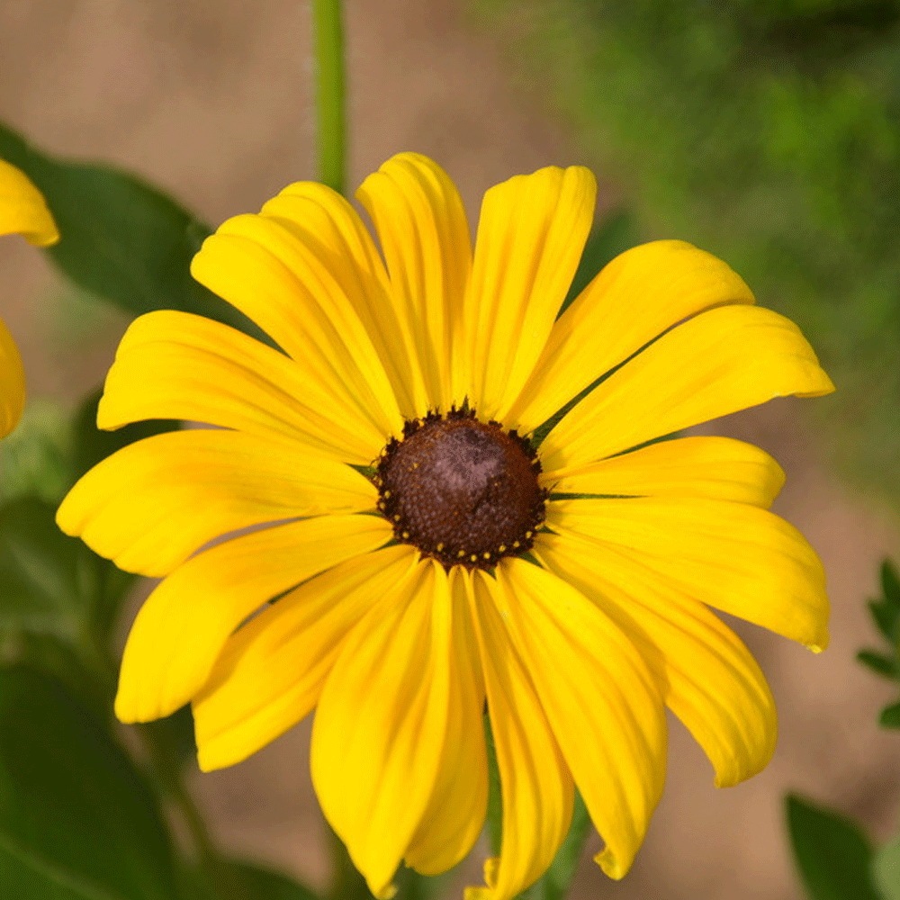 Rudbeckia hirta seeds 1kg