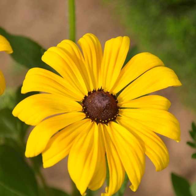 Rudbeckia hirta seeds 1kg