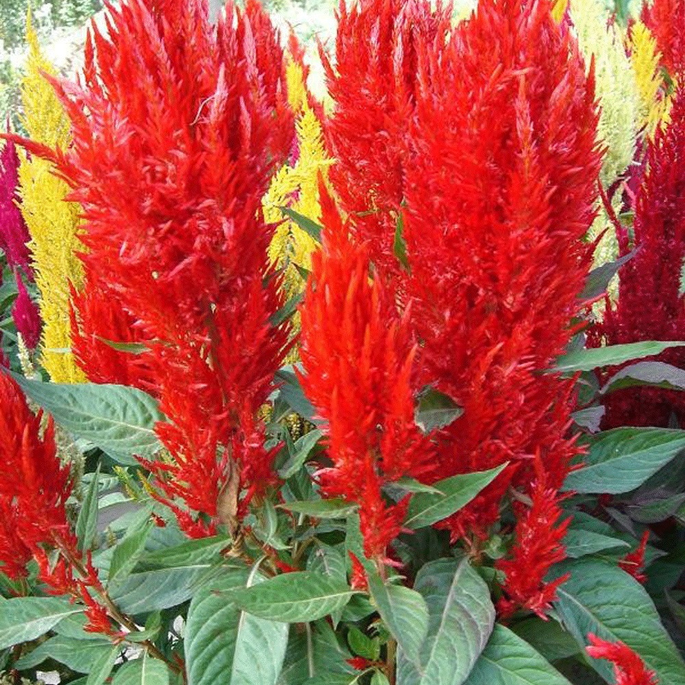 cockscomb seeds 1kg