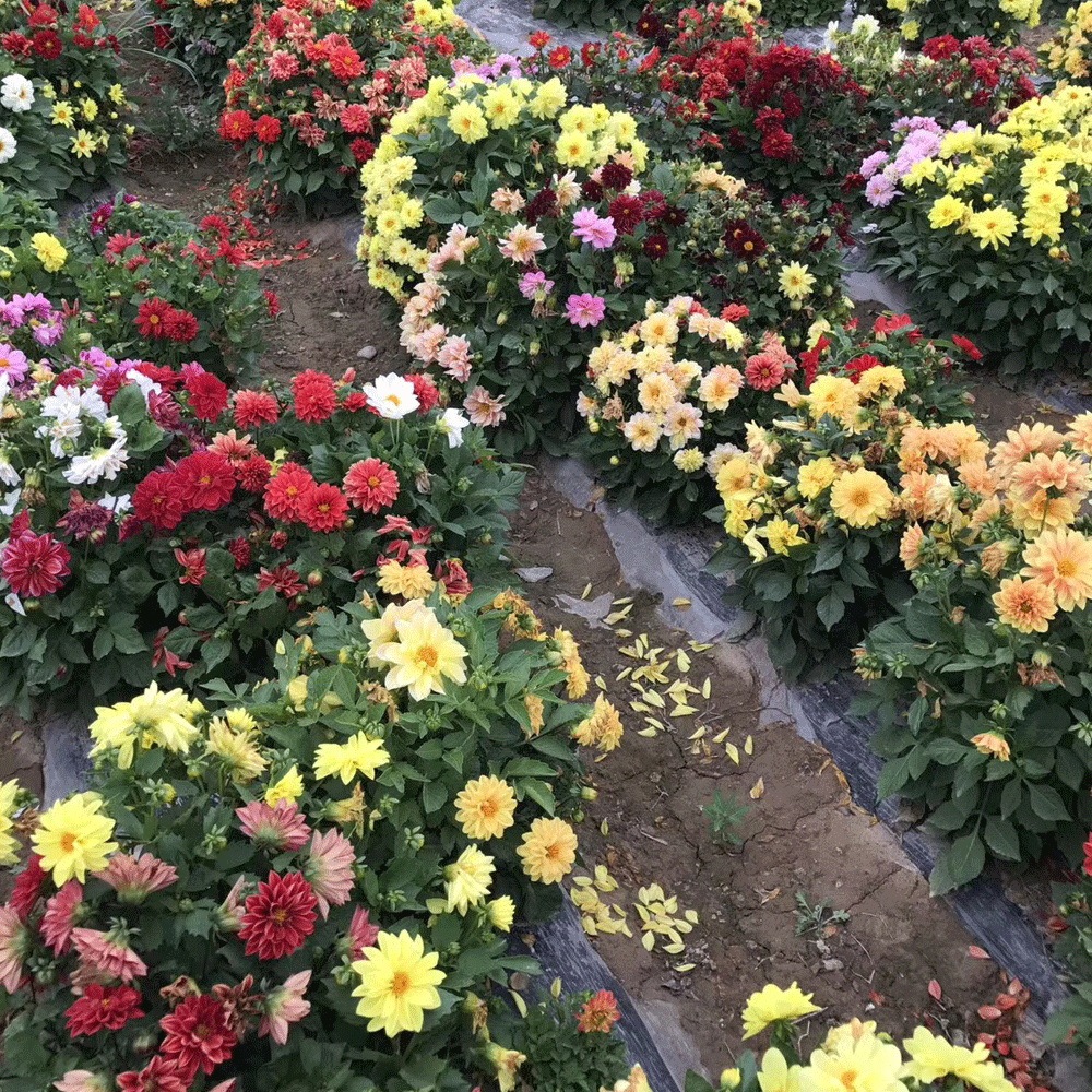 Dahlia pinnate seeds 1KG