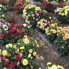 Dahlia pinnate seeds 1KG