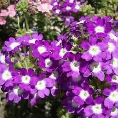 Verbena hybrida seeds 1kg
