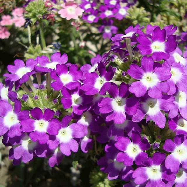 Verbena hybrida seeds 1kg