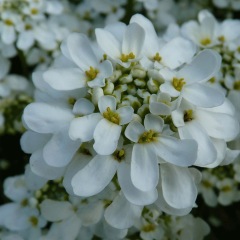 Iberis amara seeds 1KG