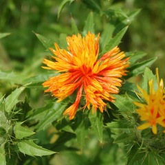 Carthamus tinctorius seeds 1kg