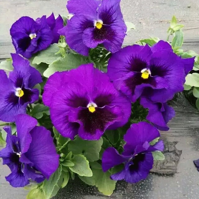 pansy seeds 1KG