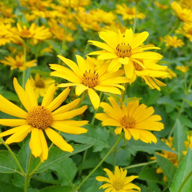 Heliopsis helianthoides seeds 1kg
