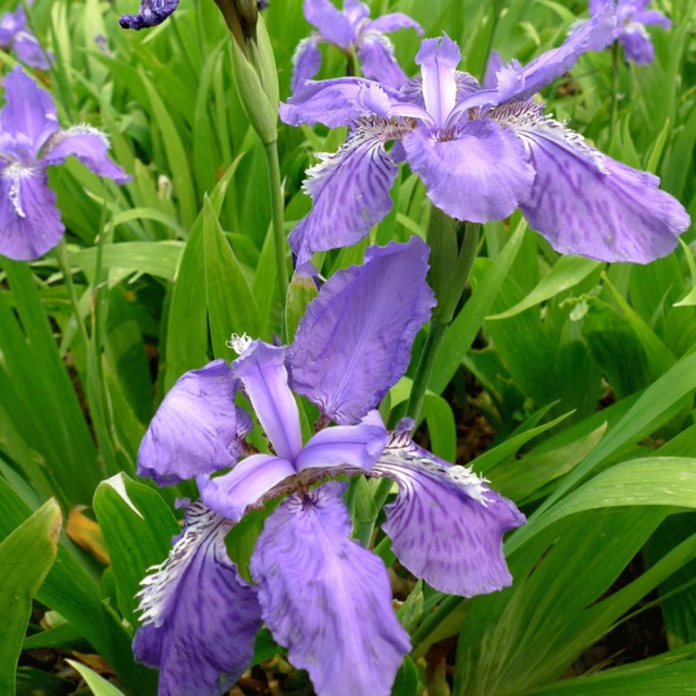Iris tectorum seeds 1KG