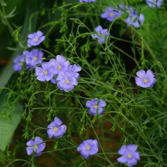Linum perenne seeds 1KG