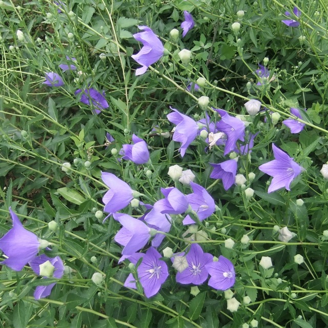 balloon flower seeds 1kg