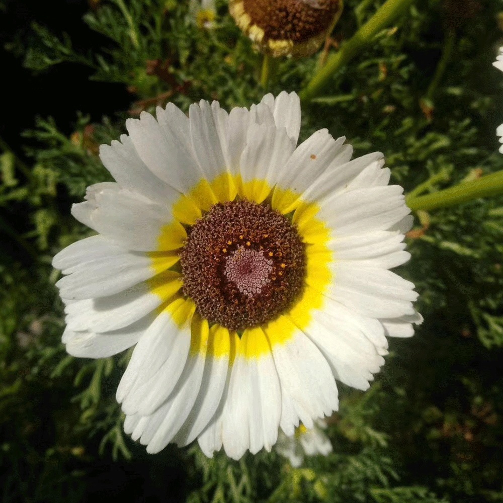 Chrysanthemum carinatum seeds 1kg