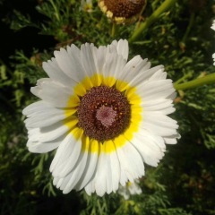 Chrysanthemum carinatum seeds 1kg