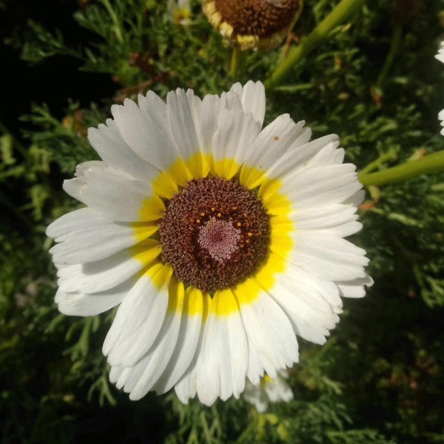 Chrysanthemum carinatum seeds 1kg