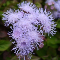 Ageratum conyzoides seeds 1kg