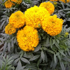 marigold seeds 1KG