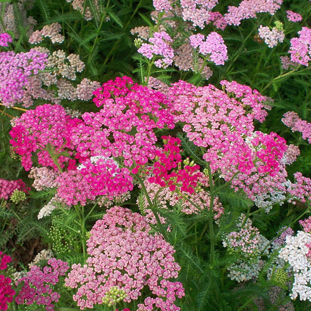 Alpine Yarrow Herb seeds 1kg