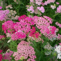 Alpine Yarrow Herb seeds 1kg
