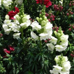 Antirrhinum majus seeds 1kg