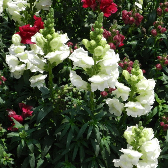 Antirrhinum majus seeds 1kg