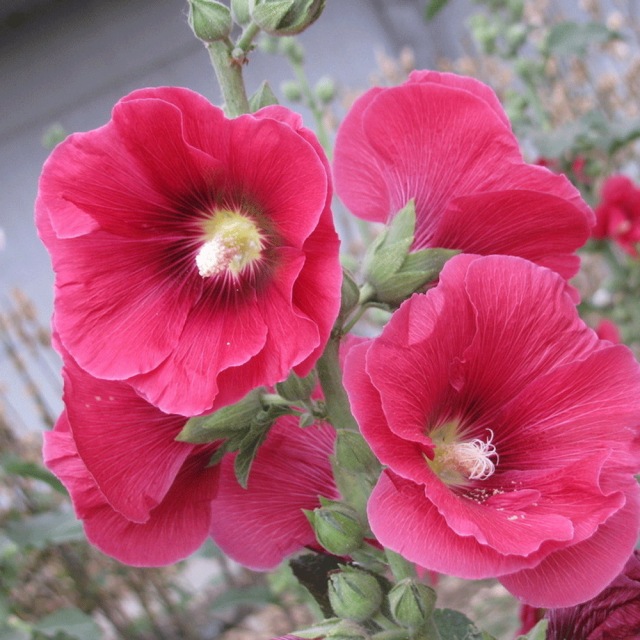 Hollyhock seeds 1kg