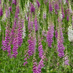 Digitalis purpurea seeds 1KG
