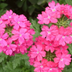 Verbena hybrida seeds 1kg