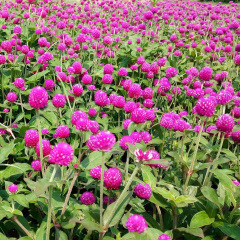 Gomphrena globosa seeds 1kg