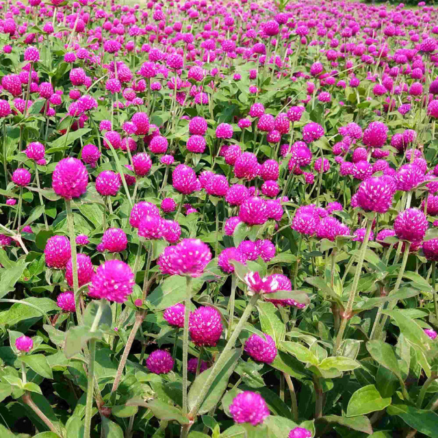 Gomphrena globosa seeds 1kg